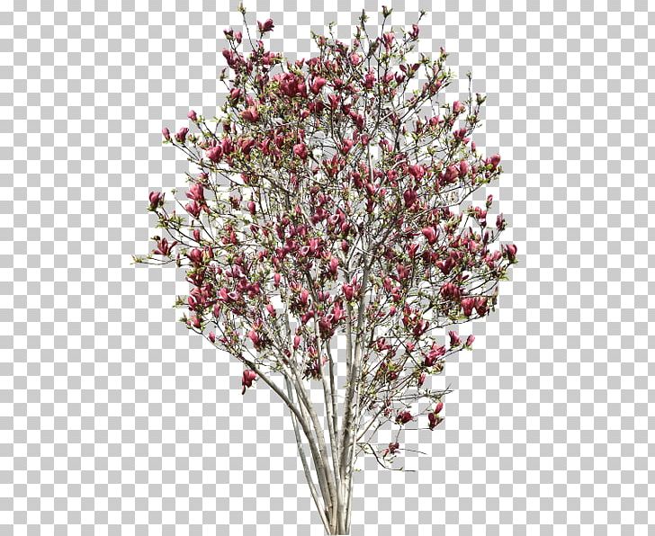 Southern Magnolia Tree Magnolia Fraseri PNG, Clipart, Architecture, Blossom, Branch, Cherry Blossom, Cut Flowers Free PNG Download