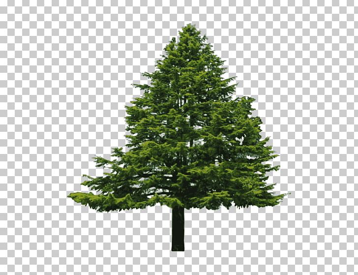 Abies Cilicica Douglas Fir Pine PNG, Clipart, Abies Cilicica, Biome, Branch, Cedar, Christmas Decoration Free PNG Download
