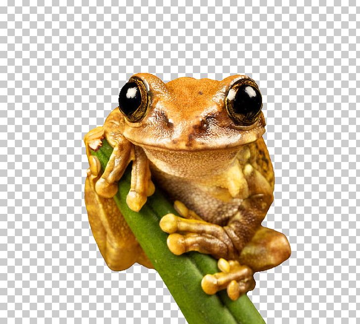 Environment And Sustainability: A Policy Handbook Environment And Sustainability Policy: Creation PNG, Clipart, Amphibian, Animal, Animals, Cute Frog, Diamond Free PNG Download