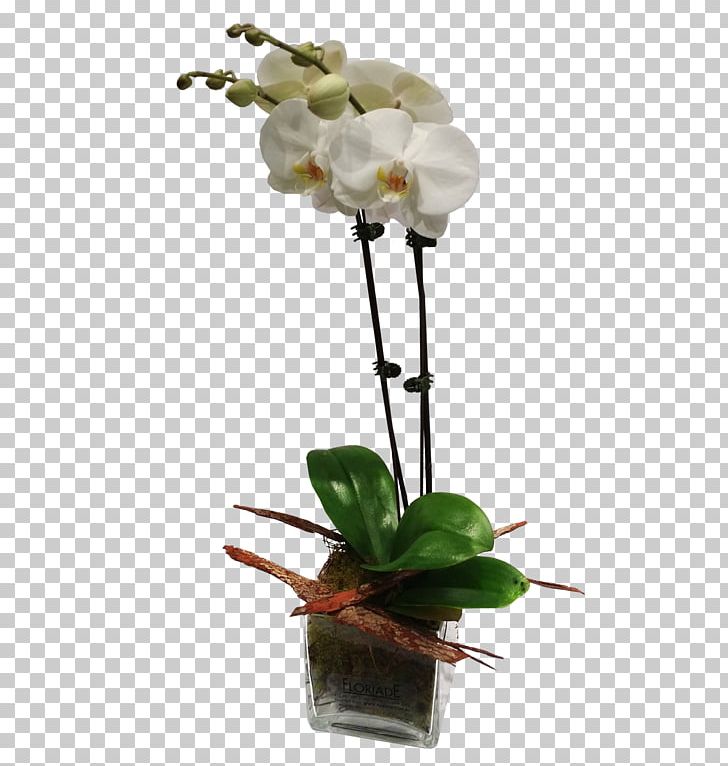 Flower Moth Orchids Plant Stem PNG, Clipart, Arrangement, Artificial Flower, Boat Orchid, Bud, Cattleya Free PNG Download