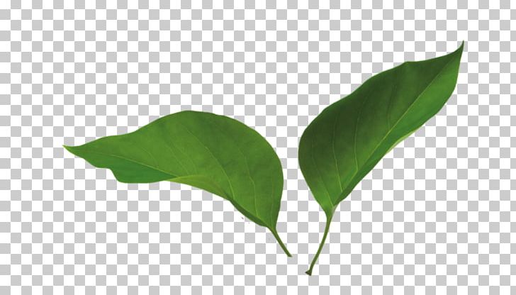 Lilac Leaf PNG, Clipart, Branch, Download, Flower, Leaf, Leylak Free PNG Download