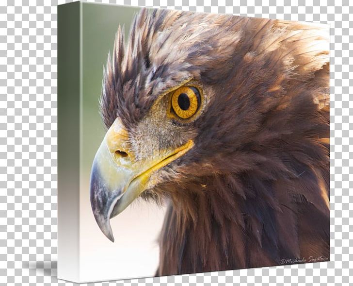Bird Of Prey Bald Eagle Accipitriformes PNG, Clipart, Accipitriformes, American Kestrel, Animal, Animals, Art Free PNG Download