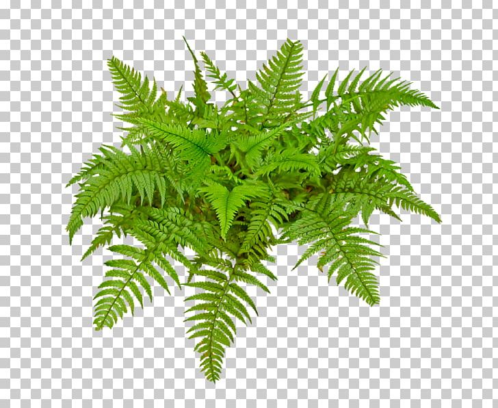 Space PNG, Clipart, Arecaceae, Art, Circle, Fern, Ferns And Horsetails Free PNG Download
