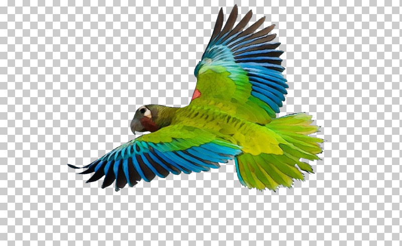 Feather PNG, Clipart, Beak, Feather, Lovebirds, Macaw, Paint Free PNG Download