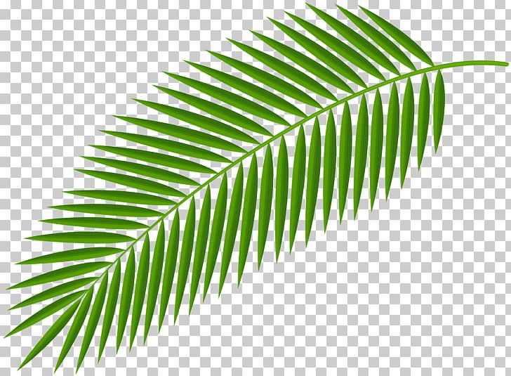 Palm Branch Palm Trees Palm-leaf Manuscript PNG, Clipart, Desktop Wallpaper, Leaf, Line, Others, Palm Branch Free PNG Download