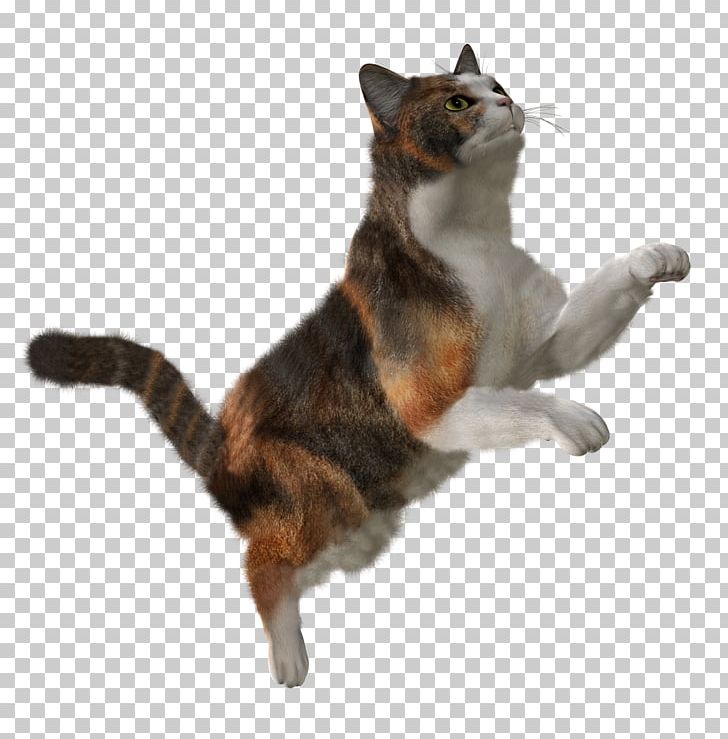 Cats PNG, Clipart, Cats Free PNG Download