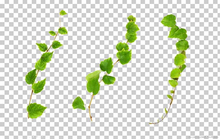 Common Ivy Vine Plant Stock Photography PNG, Clipart, Background, Background Decoration, Branch, Decoration, Flower Vine Free PNG Download
