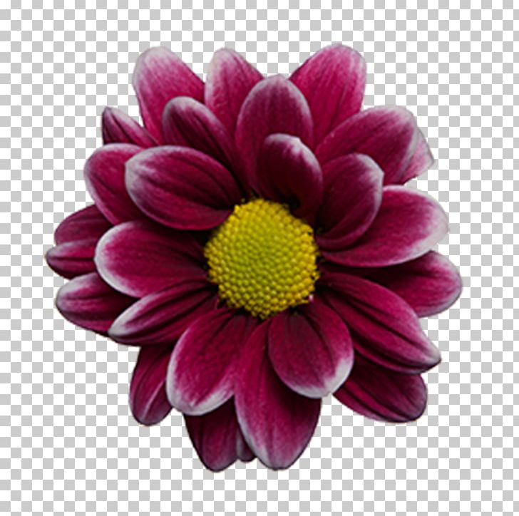 Dahlia Marguerite Daisy Chrysanthemum Cut Flowers Transvaal Daisy PNG, Clipart, Argyranthemum, Chrysanthemum, Chrysanths, Cut Flowers, Dahlia Free PNG Download