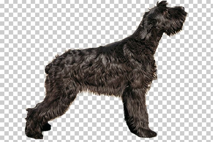 Giant Schnauzer Standard Schnauzer Puppy Boxer PNG, Clipart, Affenpinscher, Animals, Black Russian Terrier, Breed, Carnivoran Free PNG Download