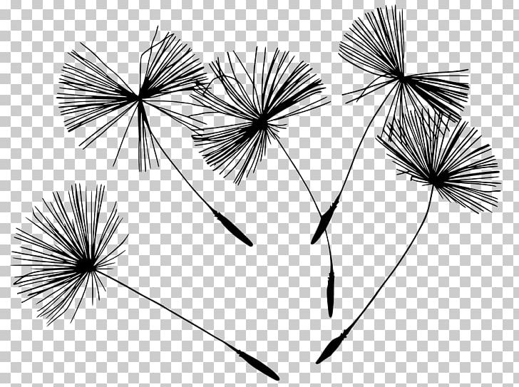 Horizons Holistic Health Clinic Photography Black And White Dandelion PNG, Clipart, Art, Black, Branch, Drawing, Flora Free PNG Download
