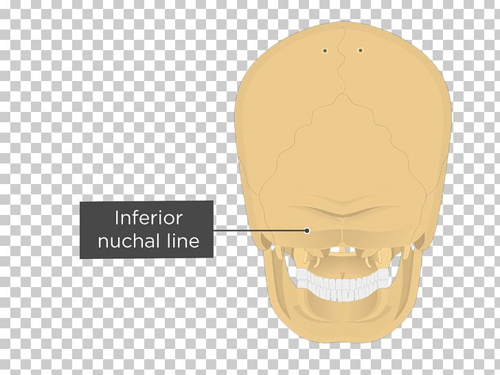 Nuchal Lines Occipital Bone Nuchal Plane External Occipital Protuberance Nuchal Ligament PNG, Clipart, Anatomy, Bone, Chin, Ear, External Occipital Protuberance Free PNG Download
