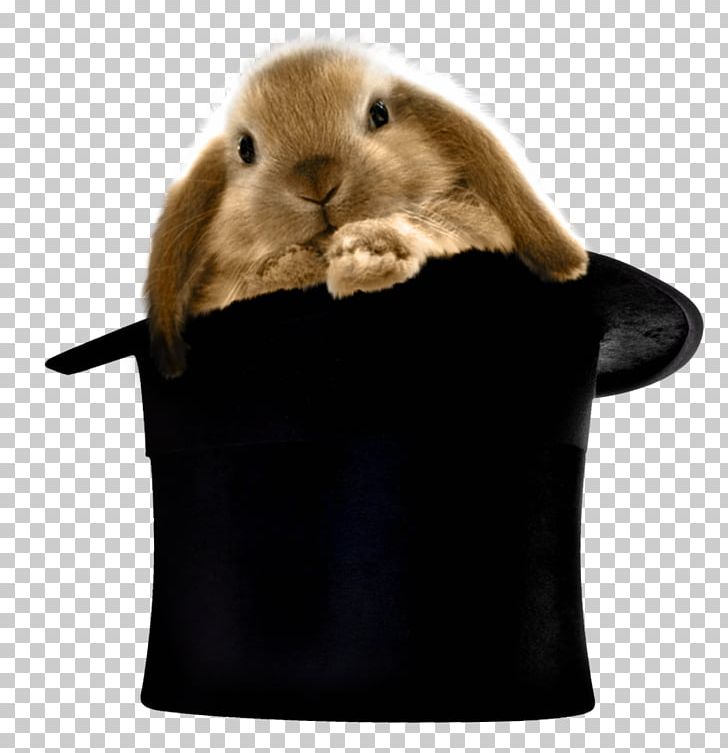 The Magic Hats Rabbit Top Hat PNG, Clipart, Animals, Clothing, Domestic Rabbit, Fur, Hare Free PNG Download