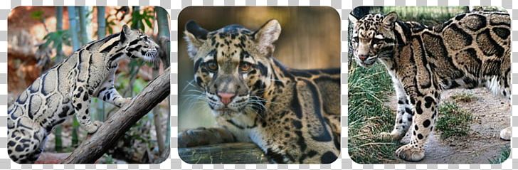 Tiger Leopard Big Cat Felidae PNG, Clipart, Amyotrophic Lateral Sclerosis, Animals, Big Cat, Big Cats, Carnivoran Free PNG Download