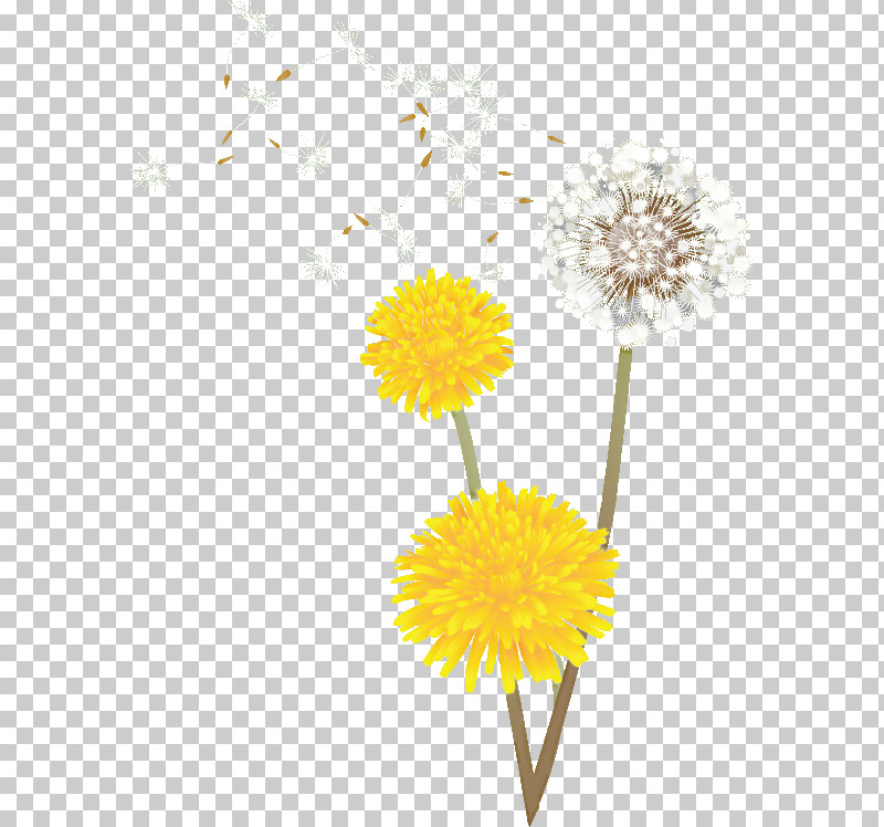 Dandelion PNG, Clipart, Cut Flowers, Dandelion, Flower, Petal, Yellow Free PNG Download