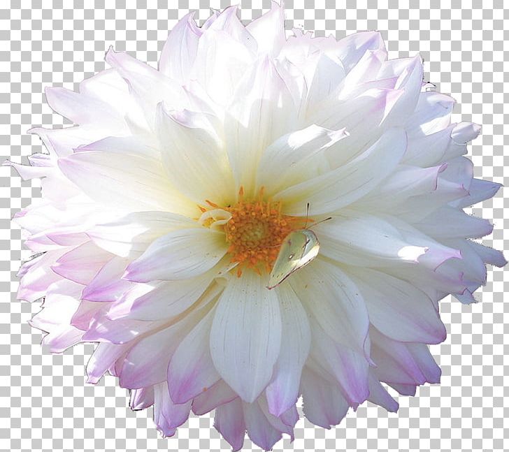 Cut Flowers Blog Chrysanthemum PNG, Clipart, Annual Plant, Aster, Blog, Chrysanthemum, Chrysanths Free PNG Download