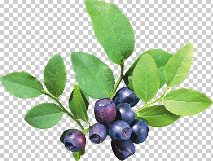 Fruit Icon PNG, Clipart, Aristotelia Chilensis, Berry, Bilberry, Blueberries, Blueberries Png Free PNG Download