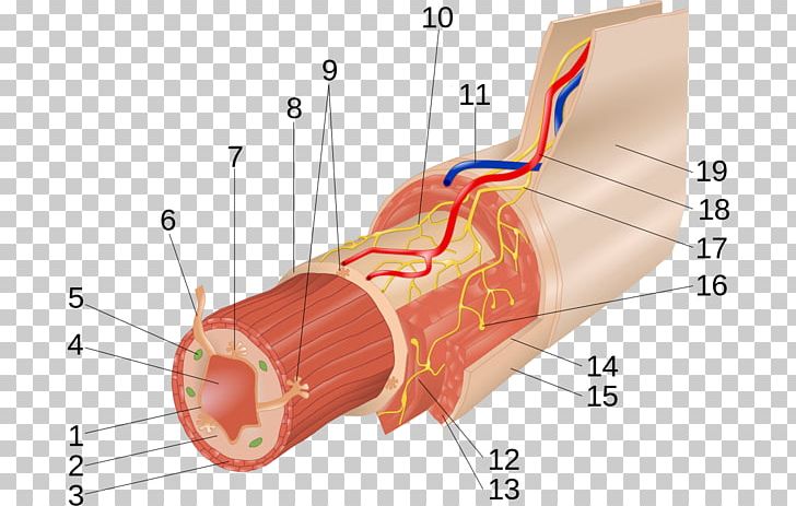 Myenteric Plexus Submucous Plexus Muscular Layer Gastrointestinal Tract PNG, Clipart, Abdomen, Angle, Arm, Esophagus, Gastrointestinal Tract Free PNG Download