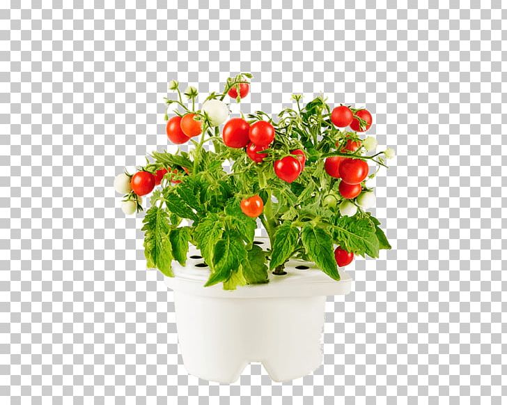 How To Grow Herbs Flowerpot Garden Hydroponics Grow Light PNG, Clipart, Cut Flowers, Floral Design, Flower, Flower Box, Flower Garden Free PNG Download