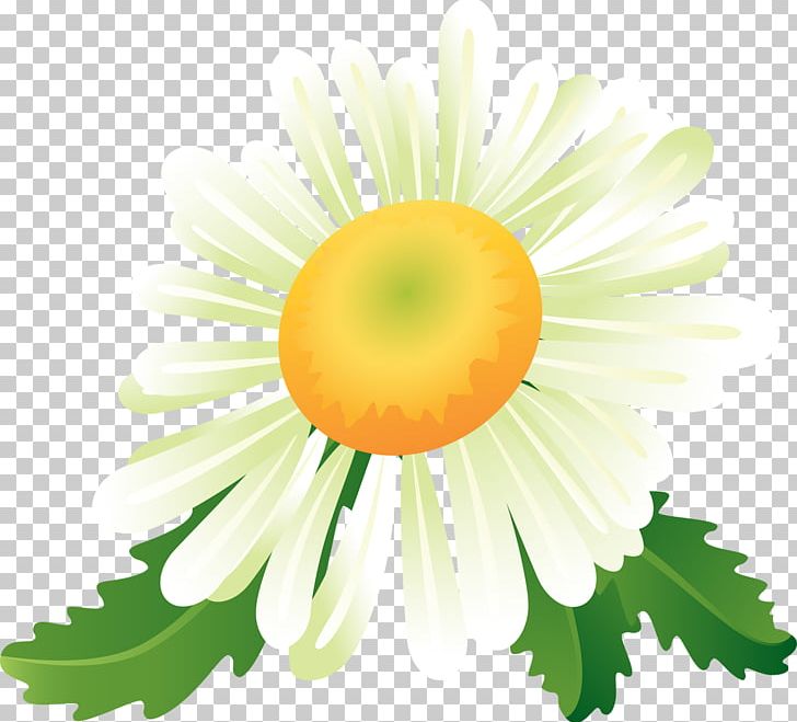 Matricaria Drawing PNG, Clipart, Camomile, Chamomile, Clip Art, Daisy, Daisy Family Free PNG Download