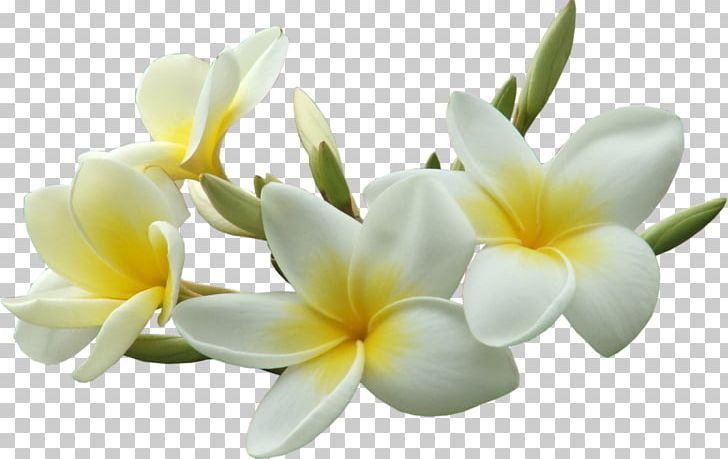 Petal Flower Frangipani Plant PNG, Clipart, Albom, Auglis, Bud, Buttercup, Cut Flowers Free PNG Download