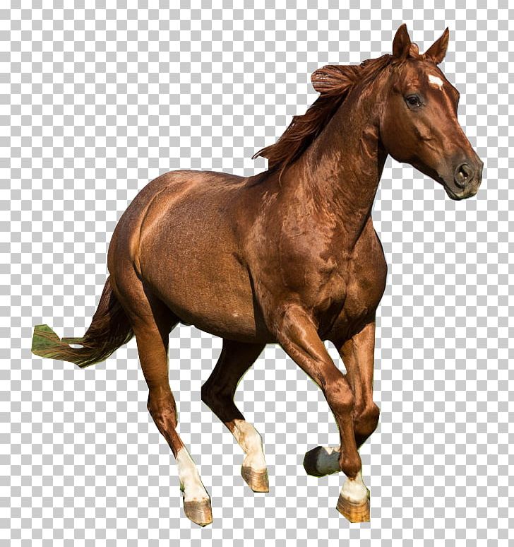 American Quarter Horse Mustang Dutch Warmblood Tennessee Walking Horse Foal PNG, Clipart, Animal Figure, Animals, Breed, Bridle, Colt Free PNG Download