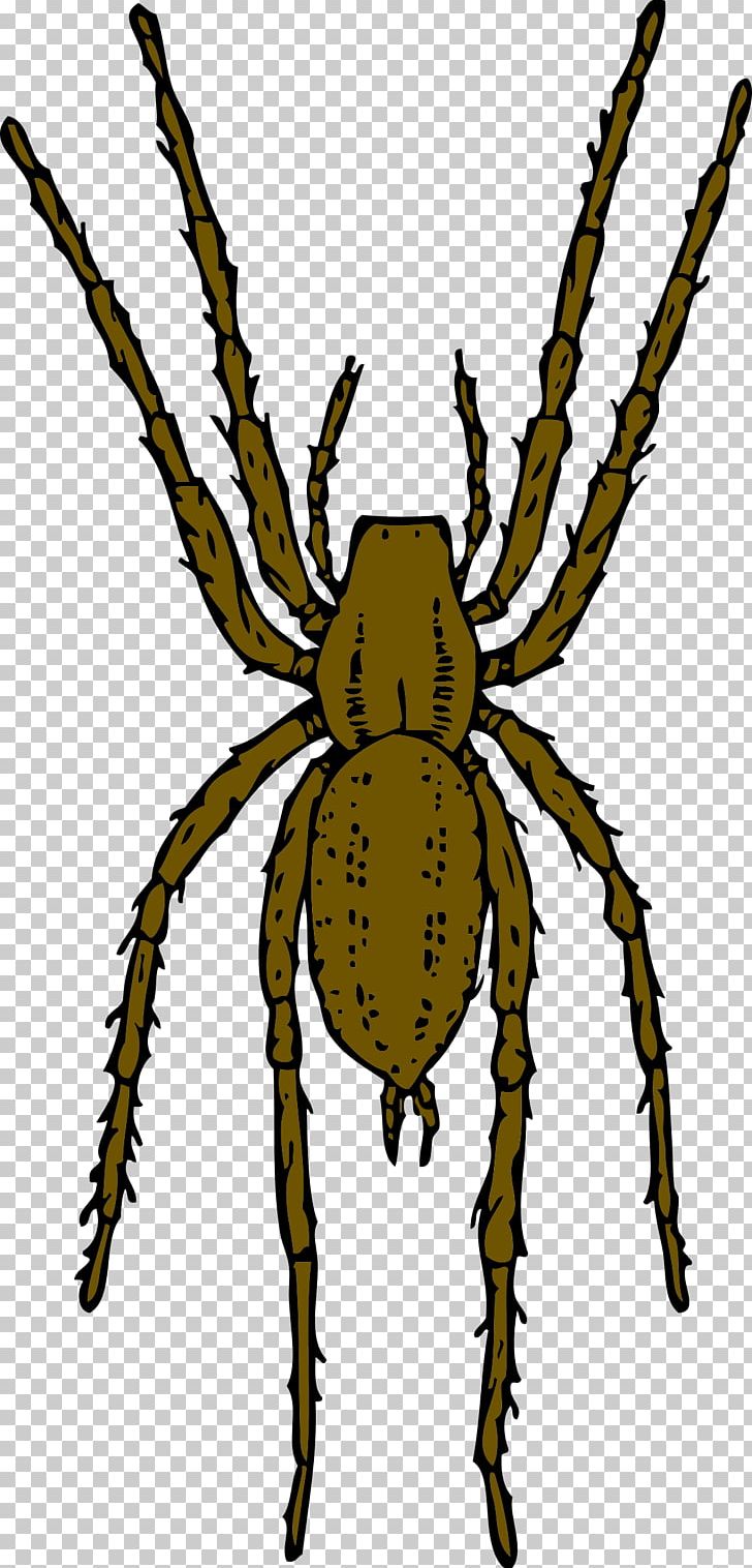 Brown Recluse Spider Animation PNG, Clipart, Animation, Arachnid, Araneus, Arthropod, Brown Recluse Spider Free PNG Download