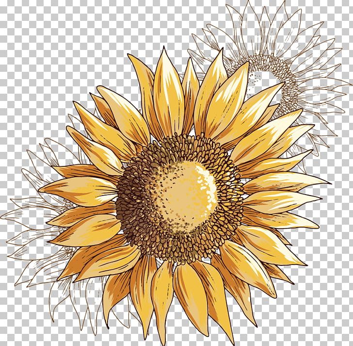 Common Sunflower Illustration PNG, Clipart, Cut Flowers, Daisy Family, Drawing, Encapsulated Postscript, Euclidean Vector Free PNG Download