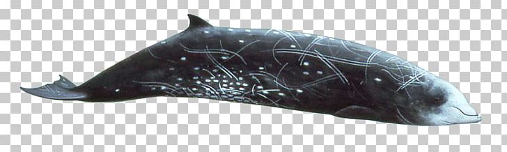 Dolphin Cetaceans Cuvier's Beaked Whale Blue Whale PNG, Clipart,  Free PNG Download