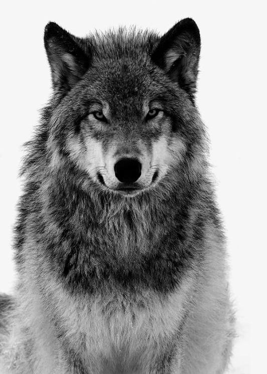 Grey Wolf Free Pull Material PNG, Clipart, Animal, Creative, Free Clipart, Gray, Grey Clipart Free PNG Download