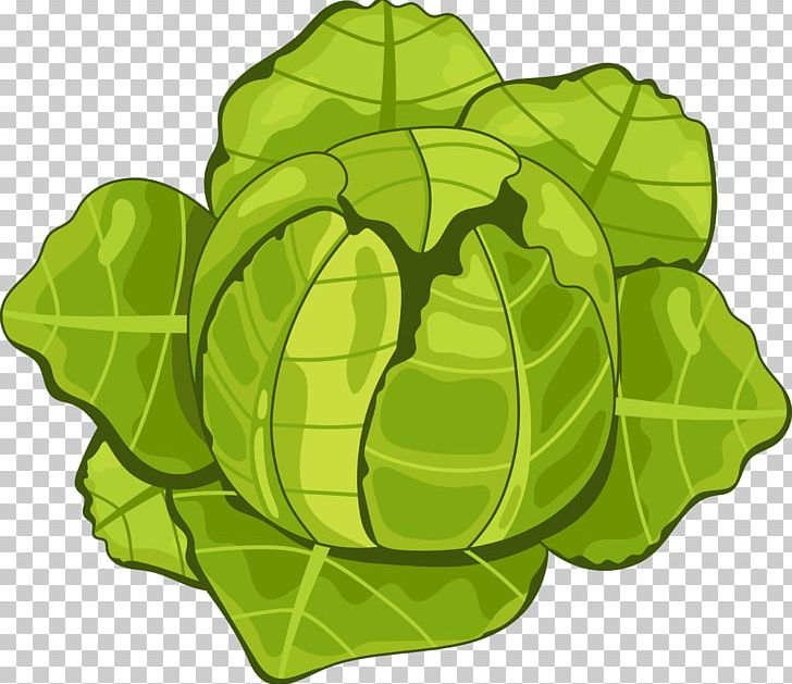 Organic Food Vegetable Cabbage Tomato PNG, Clipart, Cauliflower, Cauliflower Vector, Chinese Cabbage, Encapsulated Postscript, Food Free PNG Download