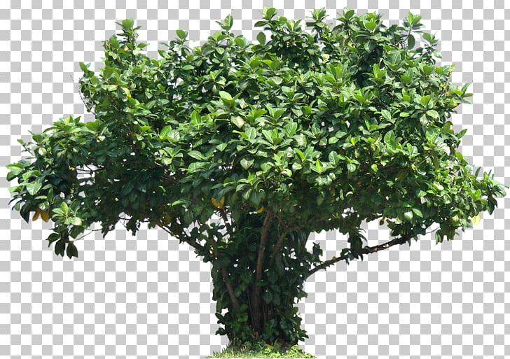 Tree Plant Shrub Plectranthus Scutellarioides PNG, Clipart, Barringtonia Asiatica, Branch, Evergreen, Fig Trees, Flowerpot Free PNG Download