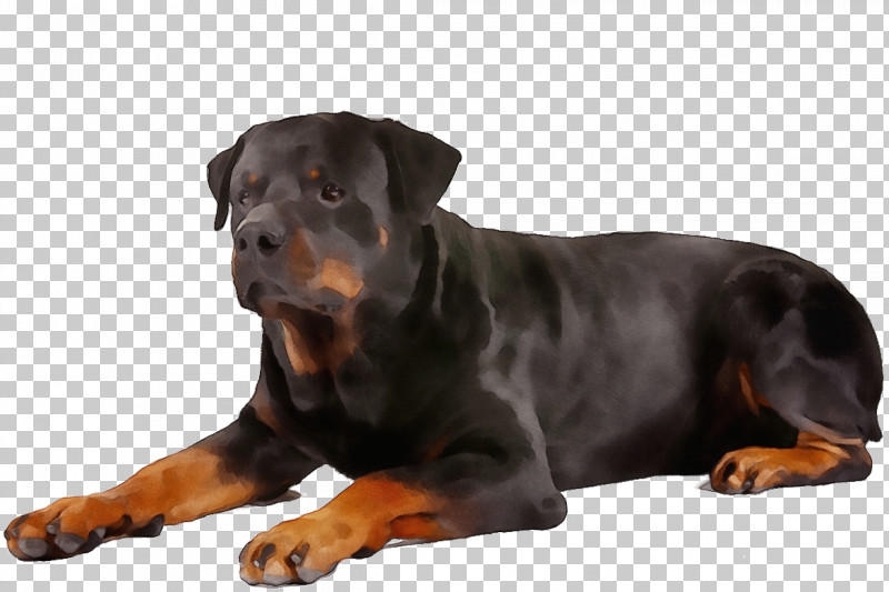 Dog Rottweiler Snout Companion Dog Molosser PNG, Clipart, Companion Dog, Dog, Molosser, Paint, Rottweiler Free PNG Download