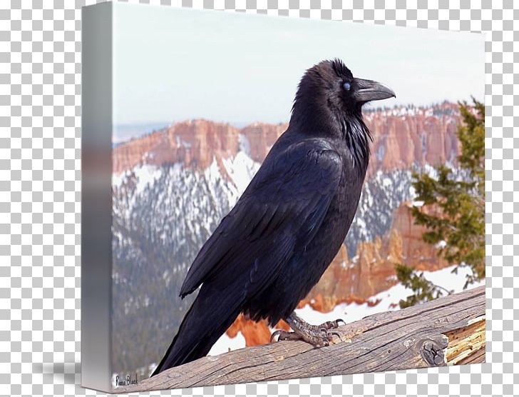 American Crow New Caledonian Crow Rook Common Raven PNG, Clipart, American Crow, Beak, Bird, Common Raven, Crow Free PNG Download