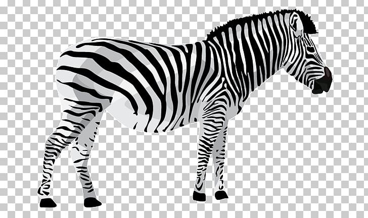 Quagga Lion Giraffe Zebra PNG, Clipart,  Free PNG Download