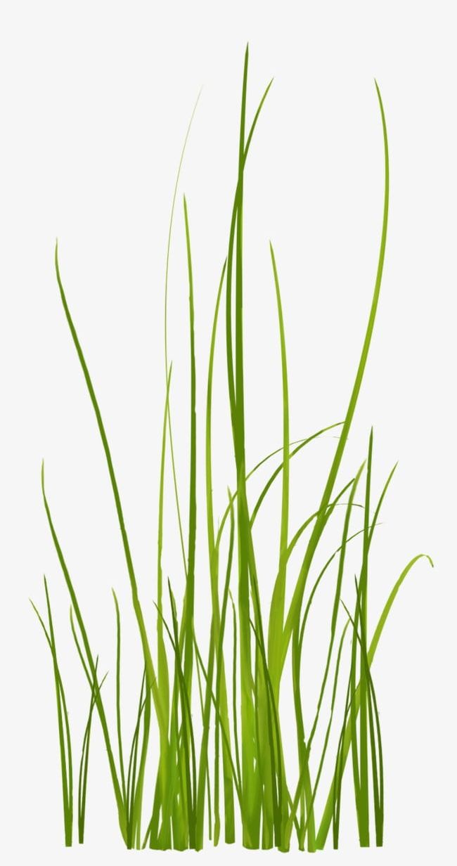 Grass PNG, Clipart, Blue, Color, Commodity, Decorative Patterns, Download Free PNG Download