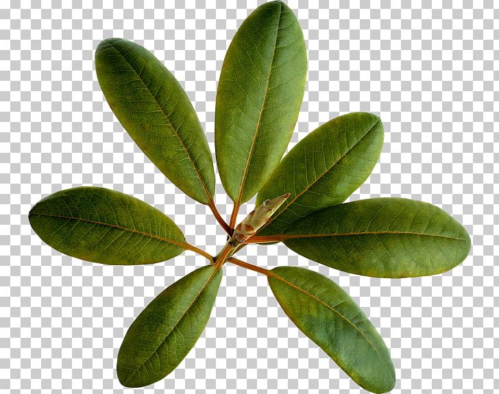 Leaf Loquat PNG, Clipart, Common Sunflower, Curry Tree, Extract, Flower, Leaf Free PNG Download