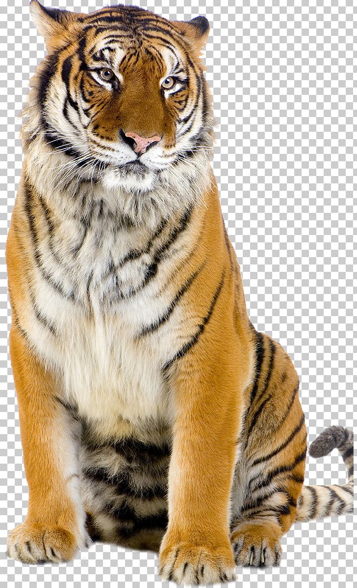 White Tiger Stock Photography Desktop PNG, Clipart, Animal, Animals, Big Cats, Black Tiger, Carnivoran Free PNG Download