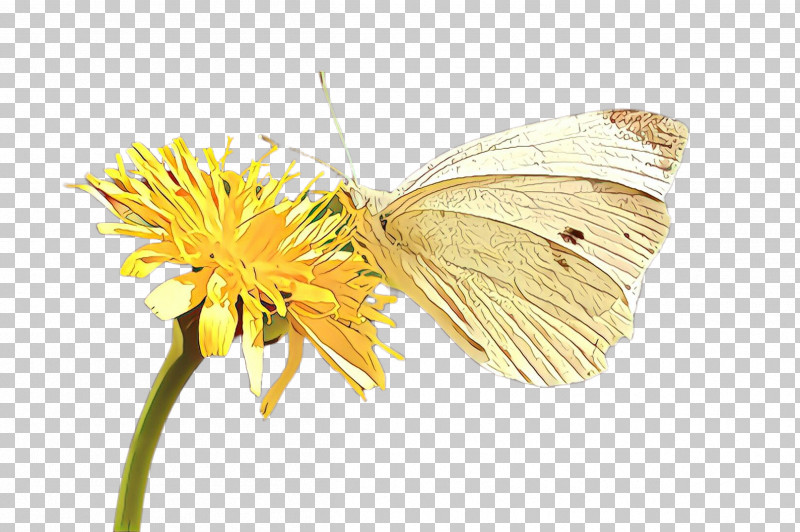 Butterfly Insect Moths And Butterflies Pollinator Green-veined White PNG, Clipart, Brushfooted Butterfly, Butterfly, Cabbage Butterfly, Camomile, Colias Free PNG Download