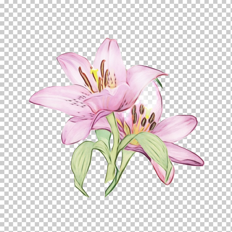 Cut Flowers Lily Of The Incas Flower Violet Petal PNG, Clipart, Biology, Common Lilac, Cut Flowers, Flower, Lilac Free PNG Download