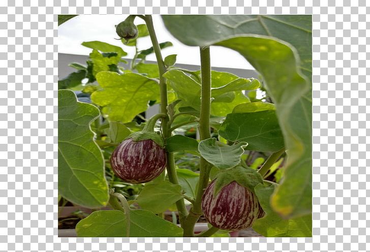 Eggplant Seed Vegetable Hybrid Fruit PNG, Clipart, Brinjal, Crop, Eggplant, Flower, Fruit Free PNG Download