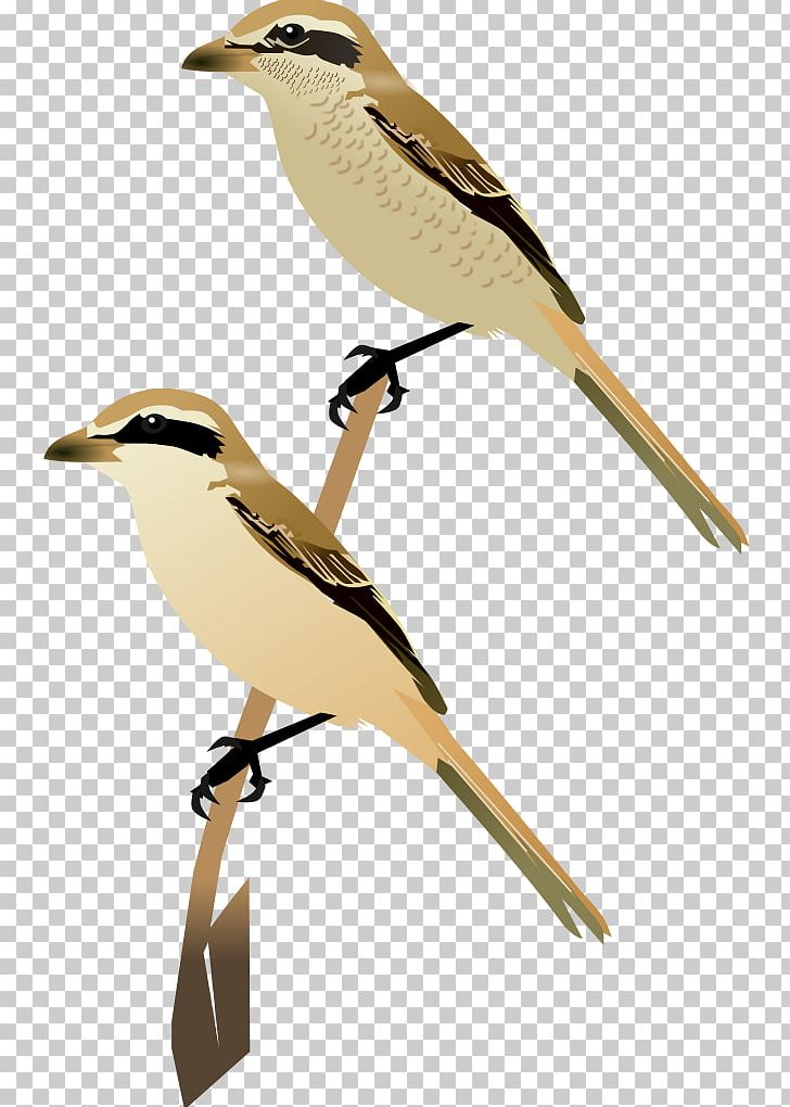 Lark Wren Bird Common Cuckoo Beak PNG, Clipart, Beak, Bird, Common Cuckoo, Cuckoos, Cuculiformes Free PNG Download