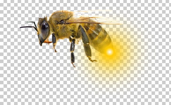 Honey Bee Bumblebee کاروفناوری کلاله Hornet PNG, Clipart, Arthropod, Bee, Beekeeping, Bee Sting, Bumblebee Free PNG Download