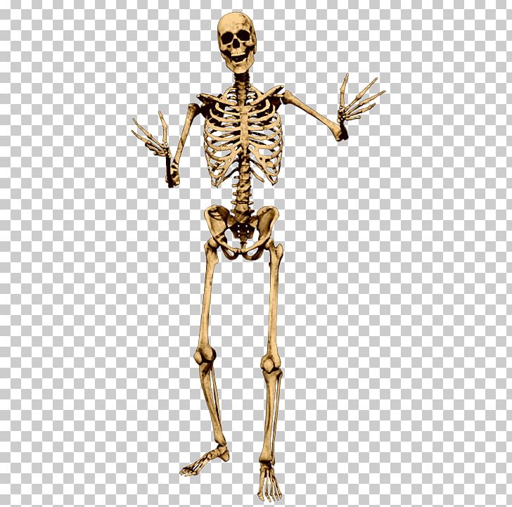 Human Skeleton Bone Skull PNG, Clipart, Adobe Illustrator, Anatomy, Arm, Bone, Dead Free PNG Download