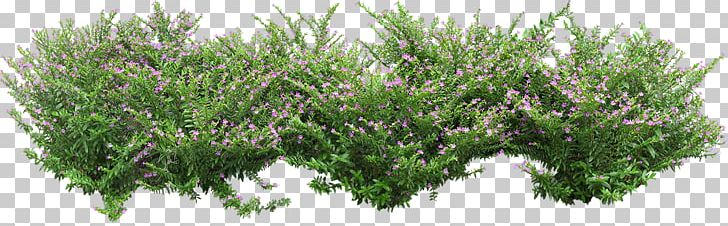 Shrub Landscape Resolution Plant PNG, Clipart, Aquarium Decor, Desktop Wallpaper, Display Resolution, Flower, Food Drinks Free PNG Download