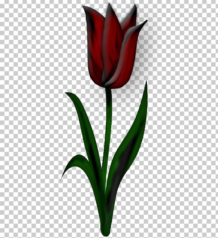 Tulip Flower PNG, Clipart, 4images, Dark, Decoupage, Drawing, Elegant Free PNG Download