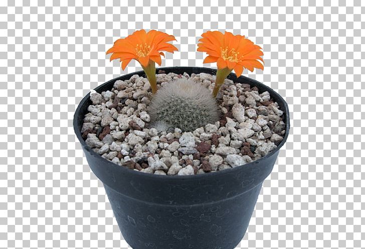 Flowerpot Strawberry Hedgehog Cactus Citroën Cactus M Cactaceae Houseplant PNG, Clipart, Cactaceae, Cactus, Caryophyllales, Flowering Plant, Flowerpot Free PNG Download