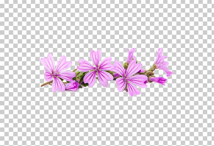 Flower Mallows Plant Violet PNG, Clipart, Belle Fiori Ltd, Blossom, Cut Flowers, Flower, Flowering Plant Free PNG Download
