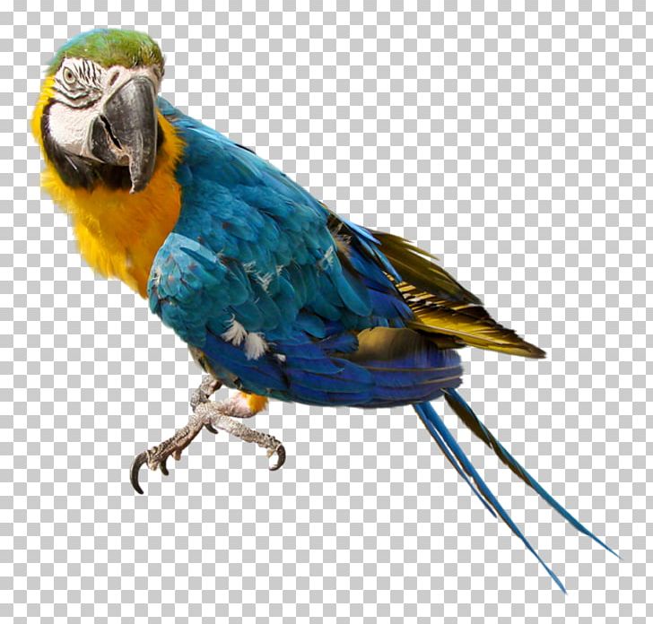 Parrot PNG, Clipart, Animals, Bird, Color, Common Pet Parakeet, Encapsulated Postscript Free PNG Download