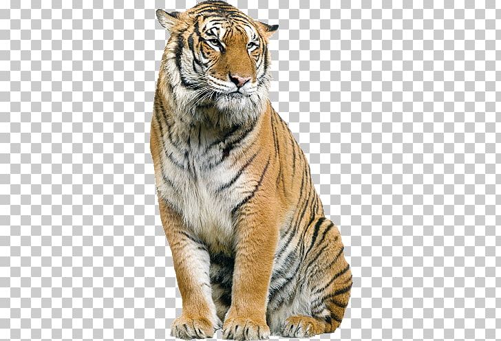 Tiger Editing PicsArt Photo Studio PNG, Clipart, Animals, Big Cat, Big Cats, Carnivoran, Cat Like Mammal Free PNG Download