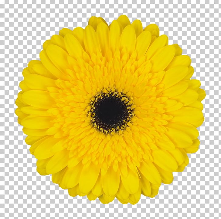 Transvaal Daisy Floristry Zentralhallen Hamm Cut Flowers Product PNG, Clipart, Amazoncom, Black And White, Calendula, Chrysanths, Costa Del Mar Free PNG Download